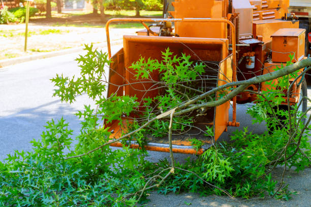 Best Stump Grinding and Removal  in USA